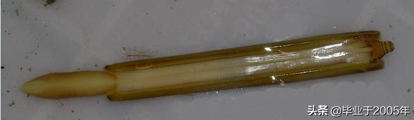 大连海鲜吃货,大连海鲜的种类