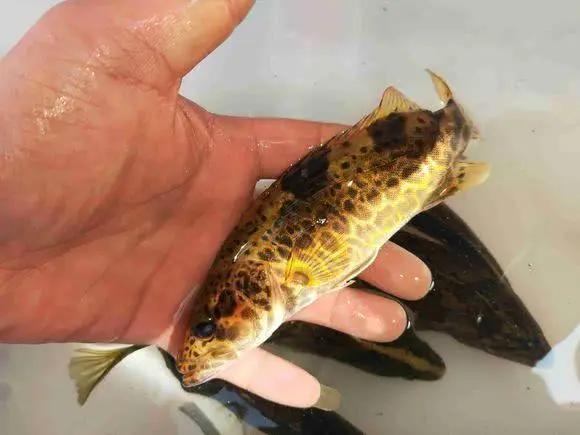 手竿活虾钓鳜鱼的技巧,手竿泥鳅钓鳜鱼怎么钓