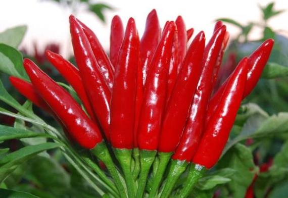 什么叫川菜川菜有哪些,什么叫川菜园