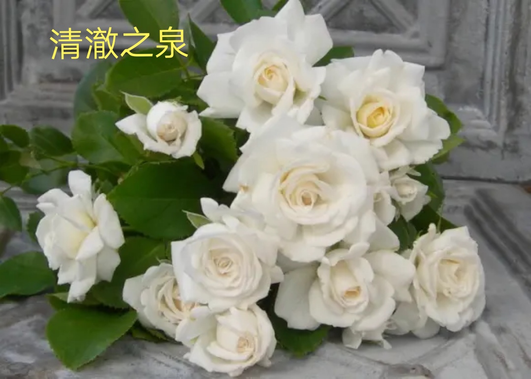 木村卓功推荐的月季,木村卓功月季