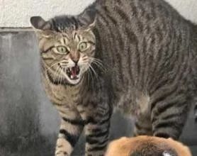 家猫打架意味什么,家猫和猫打架怎么办