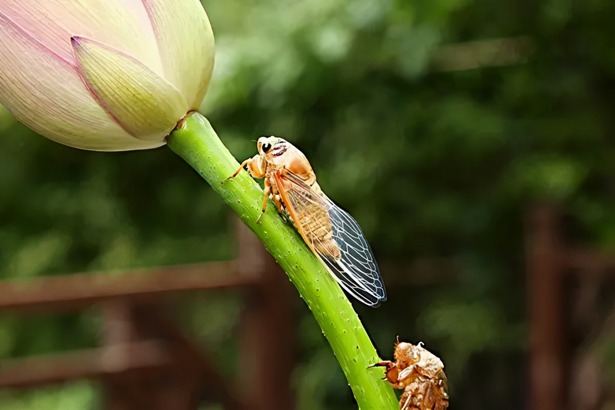 大暑的五种美,小暑的七种食物