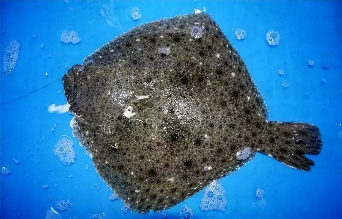 史上最全面的海鲜大咖,史上最全海鲜视频