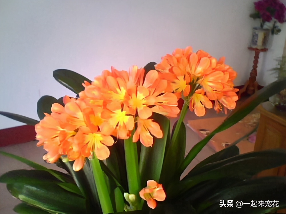 给君子兰换盆盆底加黑黄豆好不好,换盆君子兰盆底放什么好