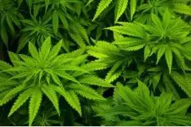 关于国家毒品方面的知识,禁毒知识国家规定管制的还有哪些