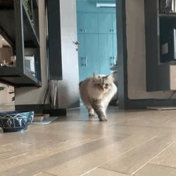 喵界的“荒野猎人”，被人误会多年，其实它才是俄罗斯的国猫