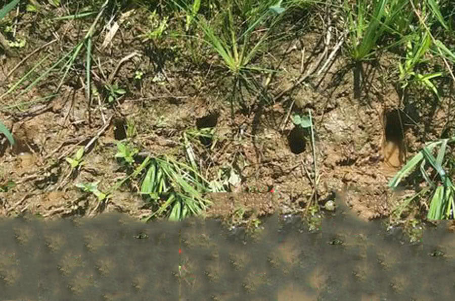 钓黄鳝怎么找洞,钓黄鳝找石头洞的技巧