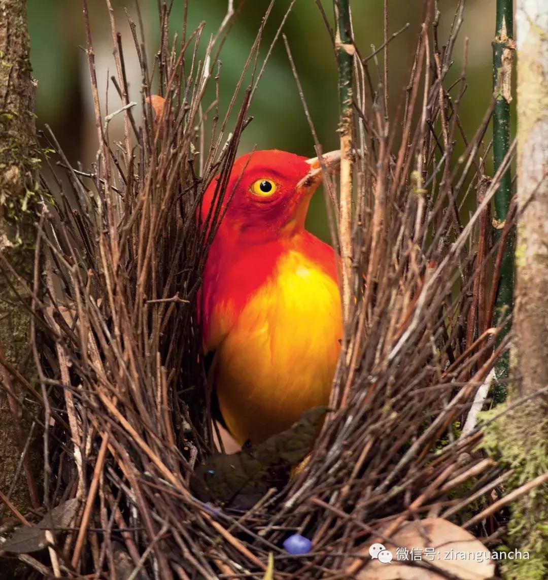 神秘的火焰舞者—火焰辉亭鸟