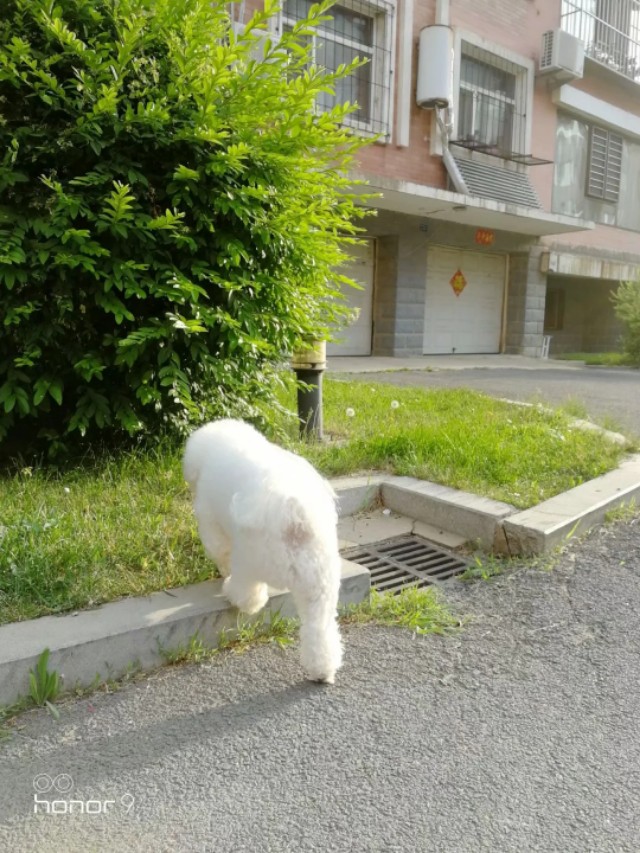 公比熊得了尿结石怎么治疗好,比熊长膀胱结石怎么回事