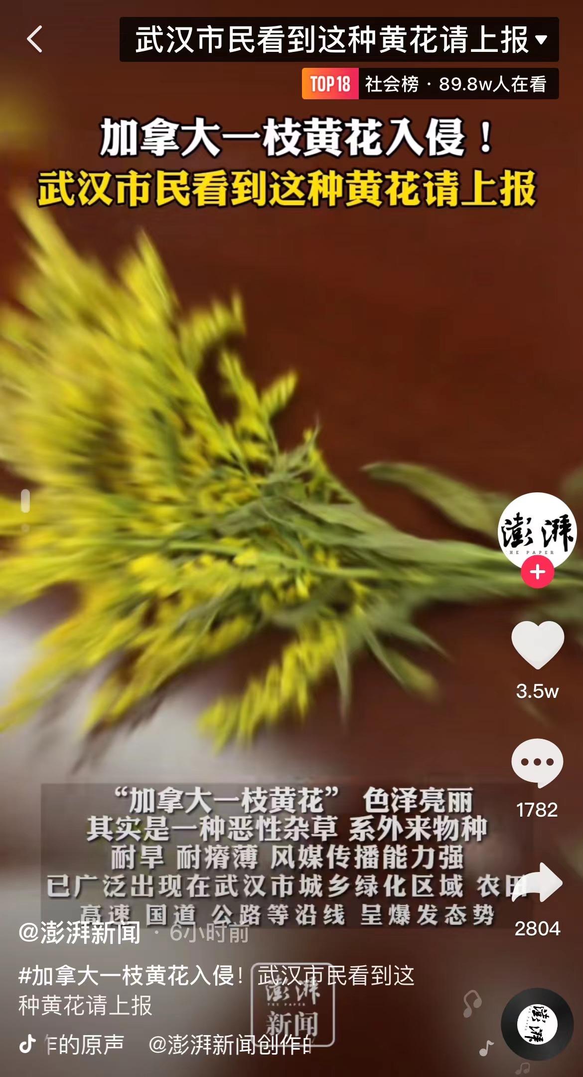 恶魔之花入侵四川,恶魔之花在加拿大为什么没有成灾