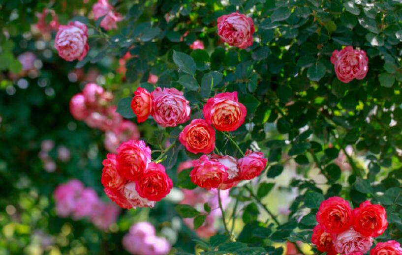 多季节开花勤花期长的藤本月季,藤本月季粉色龙沙宝石