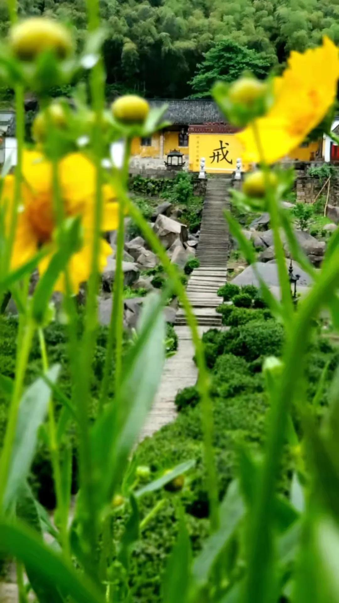 袈裟披肩不染凡尘：我的出家和回家之路