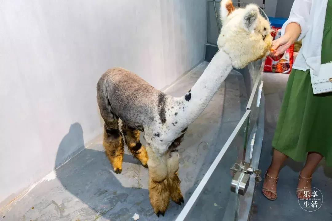 39.9元羊驼,羊驼门票抖音团购