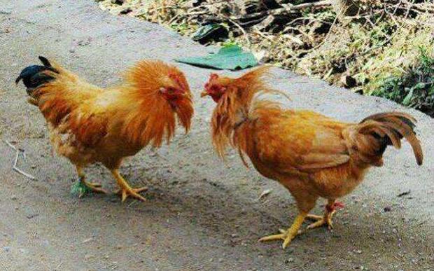 蛋鸡相互啄毛有什么方法解决,养鸡互啄怎么办