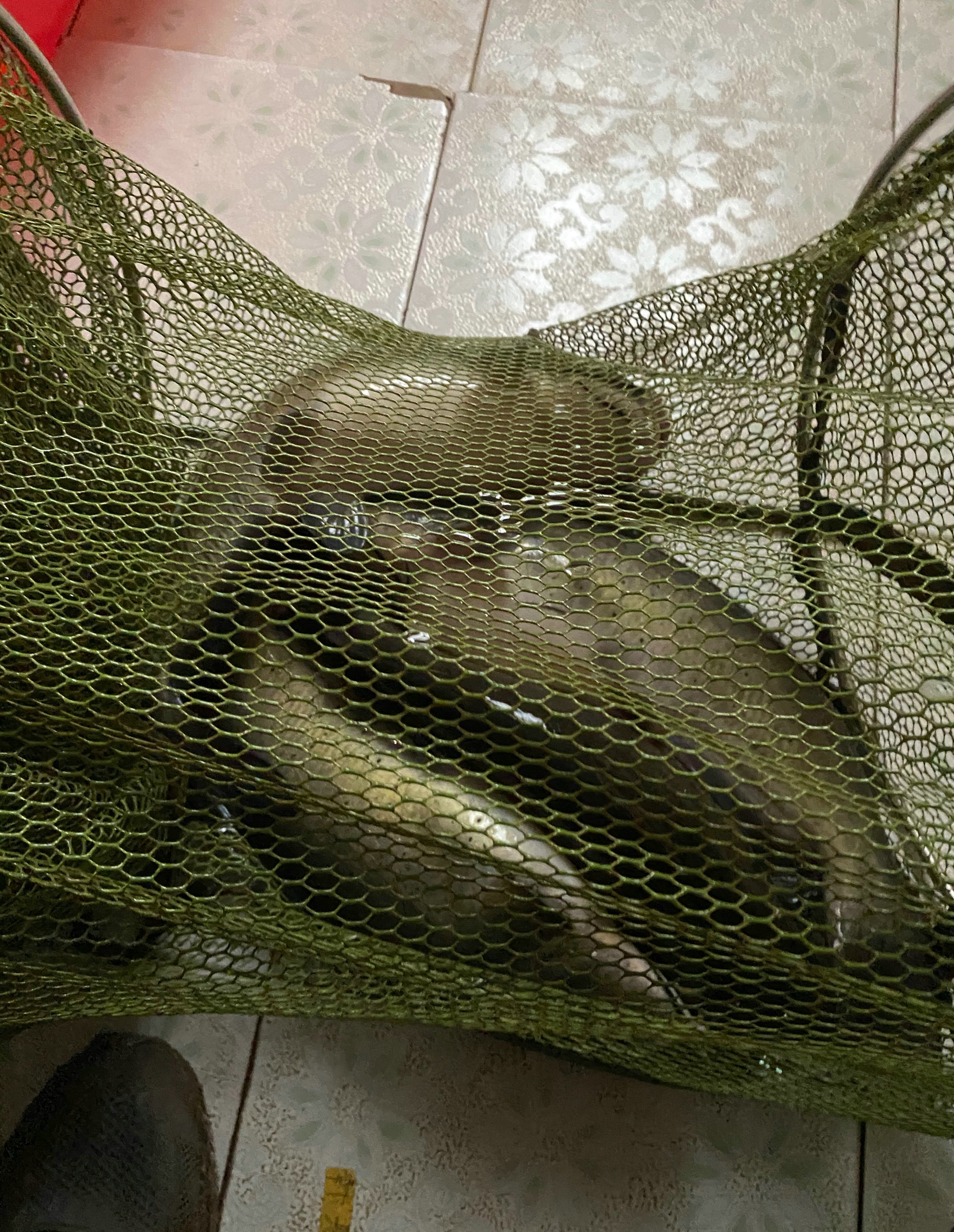 野外钓到了哪些鱼不能吃,广东钓的鱼为什么不能吃