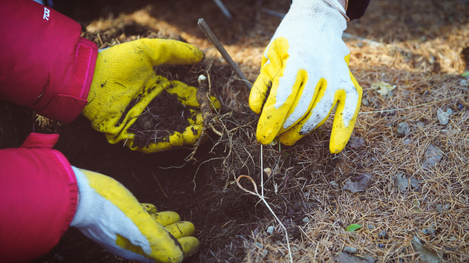 哇，人参随便挖！韩国还能这么玩