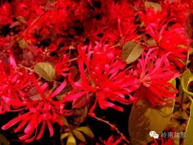 檵木小老桩盆景,檵木盆景图片大全