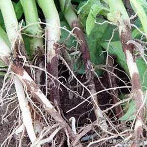 马铃薯豆角病害图谱,马铃薯病害图谱大全