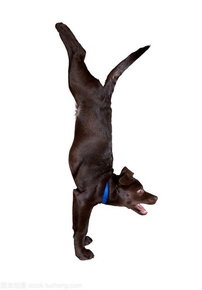 小孩遇到恶犬怎么办,遇到恶狗小孩怎么反击