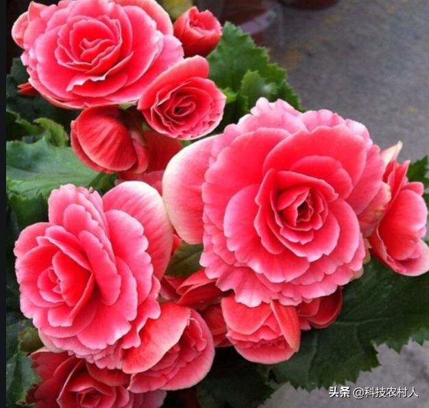 海棠花有什么特点,海棠花为什么叫断肠花家里能种么