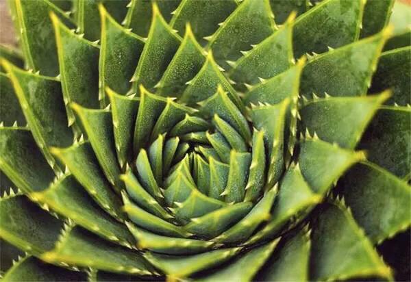 冬季芦荟移栽注意事项,芦荟怎么防冻