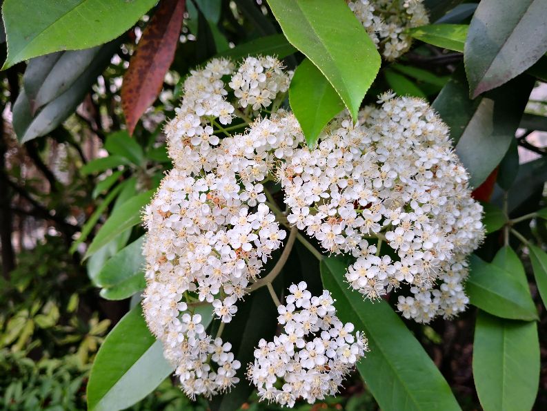 石楠花啥味的,石楠花的味道有的人觉得香