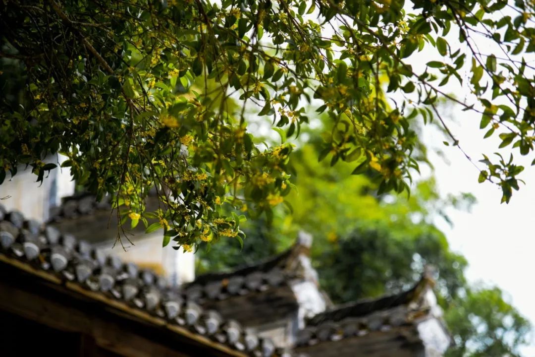 中国最美秋色篁岭晒秋,篁岭体验闻名遐迩的晒秋