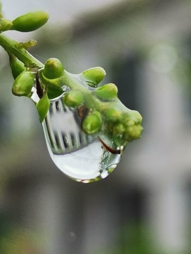 善为国者不欺其民的意思,善为国者必先治其身的理解
