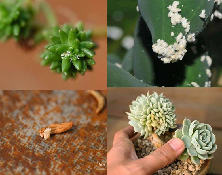 多肉表面长白霉怎么办,多肉长了小白虫最快解决办法