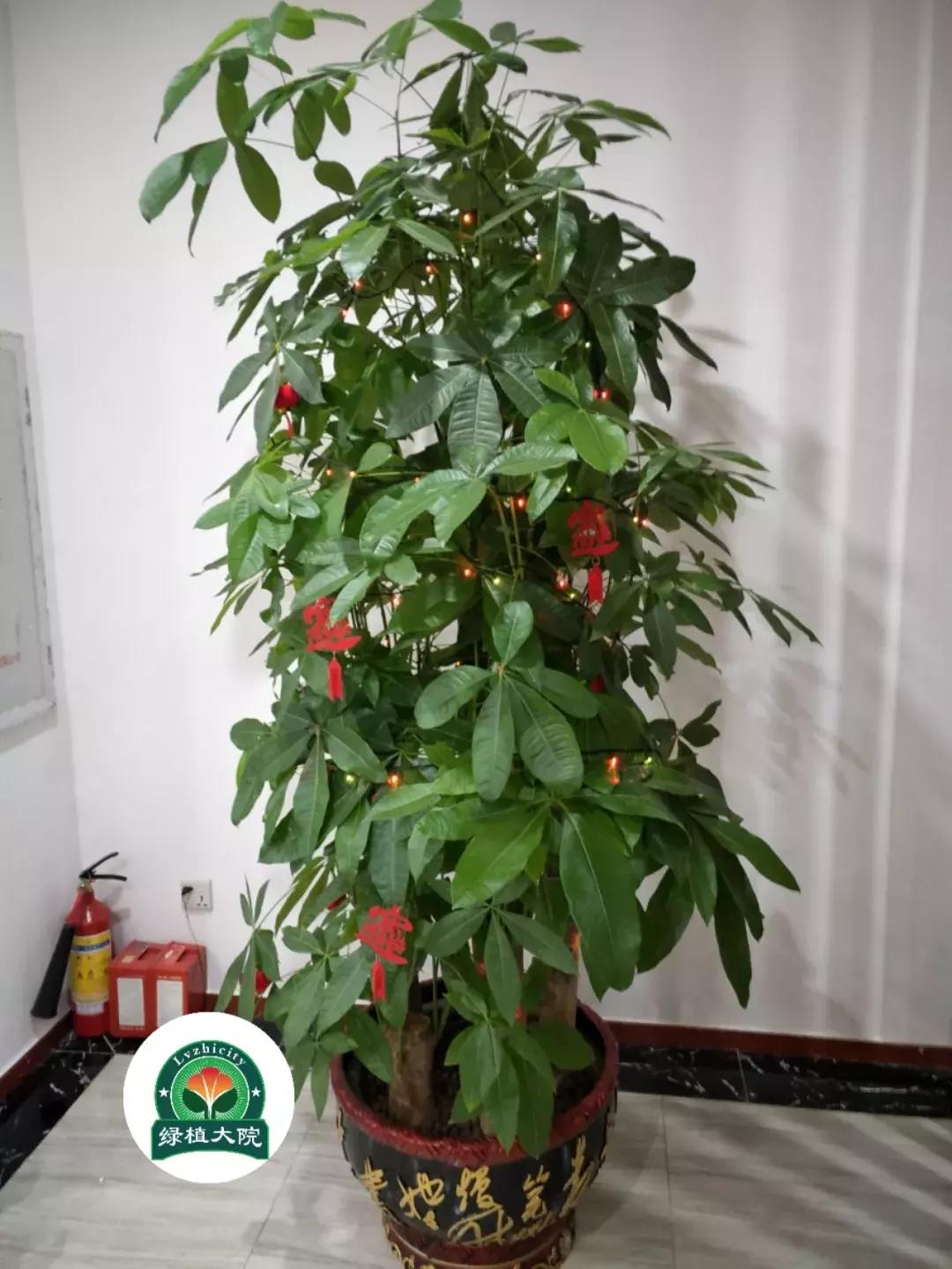 绿植花卉出租多少钱,佛山南海区花卉绿植租赁效果图