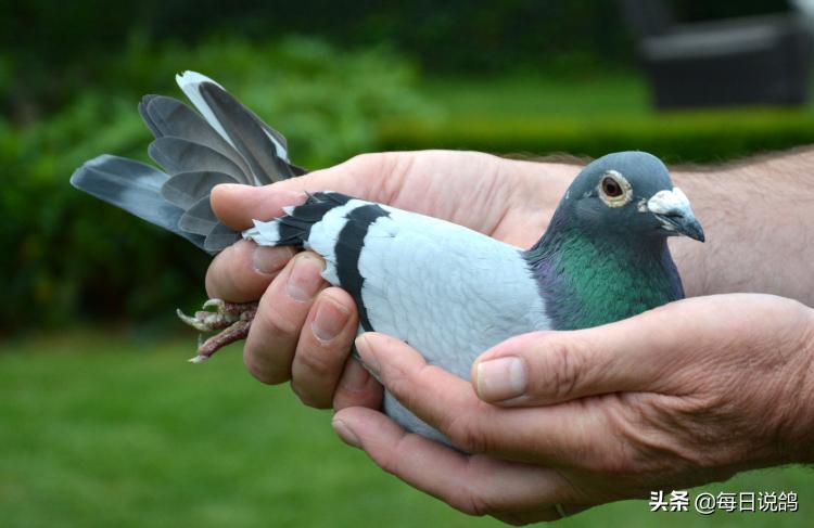 马赛夺冠,马赛夺得欧联杯亚军