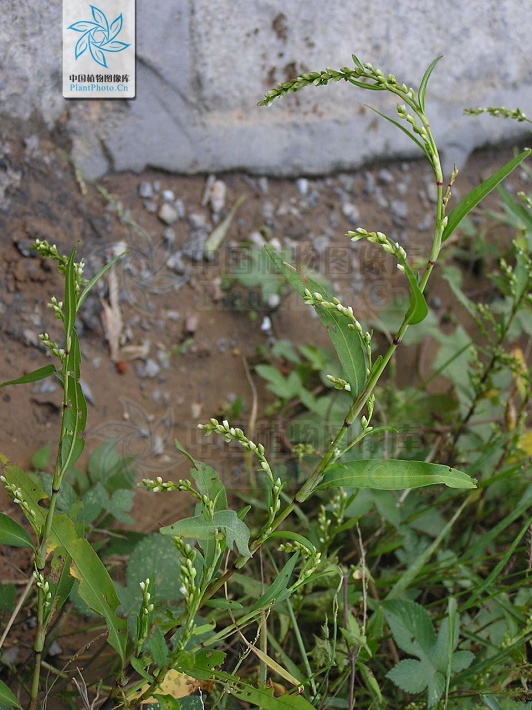 水蓼草药功效与作用,水蓼治疗下身有湿气吗