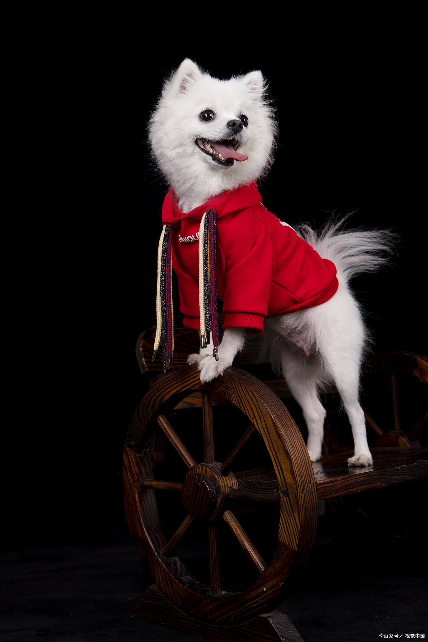 6个月博美吃多少狗粮好,6个月博美一天吃多少狗粮