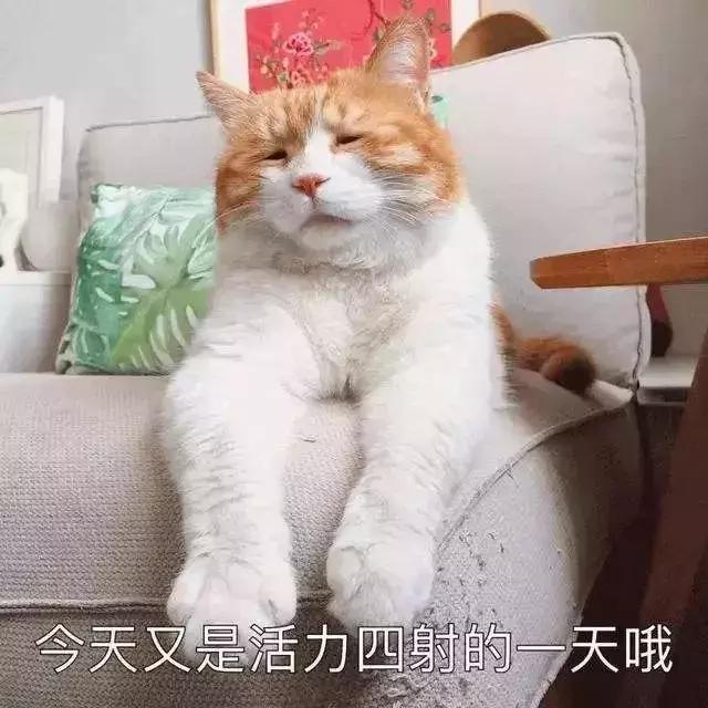 天气太冷猫咪不怎么吃喝,天气不好猫没精神