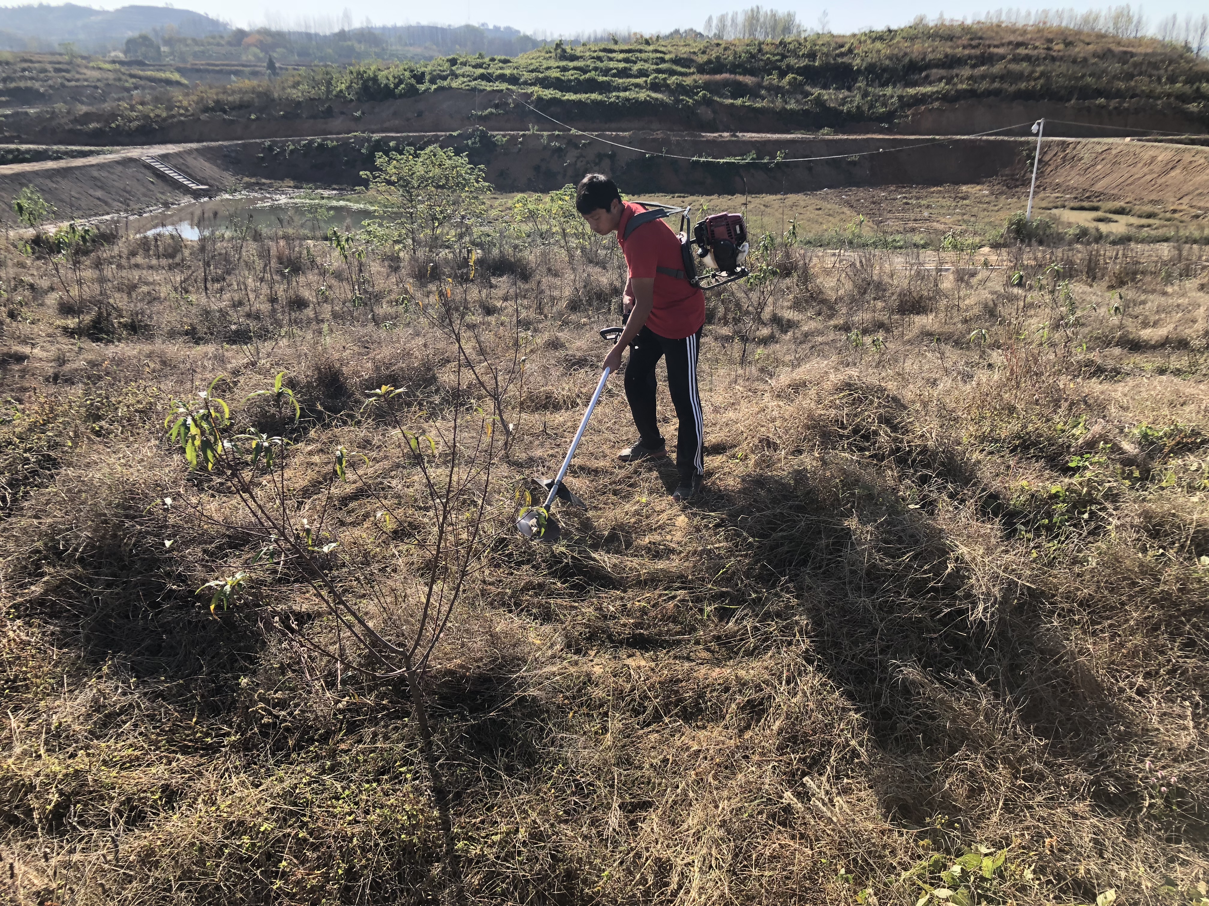 桃树怎么管理最好方法,桃树怎样修剪管理才能结果好
