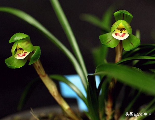 每日一品中国兰花春兰,每日一品完整视频