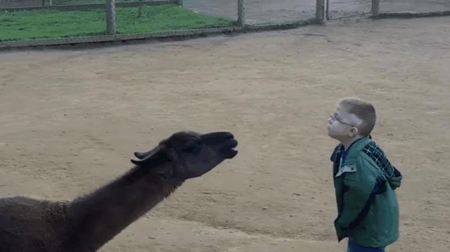 爱吐口水的动物羊驼,喜欢羊驼吐口水