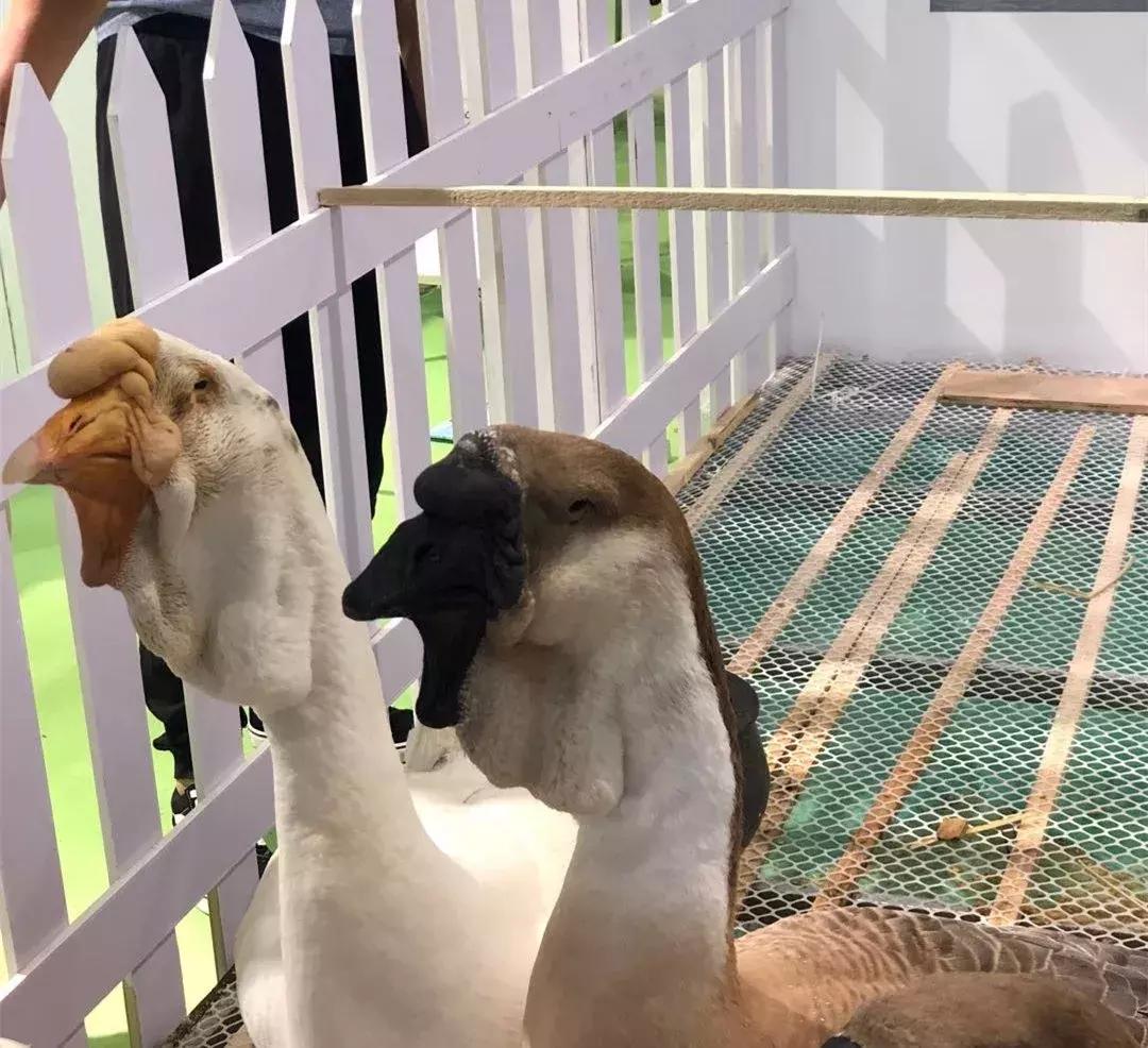 这只“世界鹅王”,征服了一代又一代潮汕人的舌头