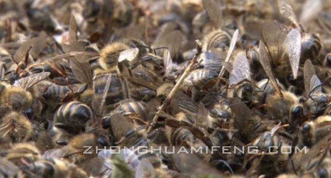 蜜蜂中毒怎么办,如何防治蜜蜂中毒