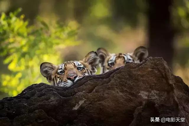 购买毒宠成瘾，甚至为此险些丧命，这是什么奇葩欲望？