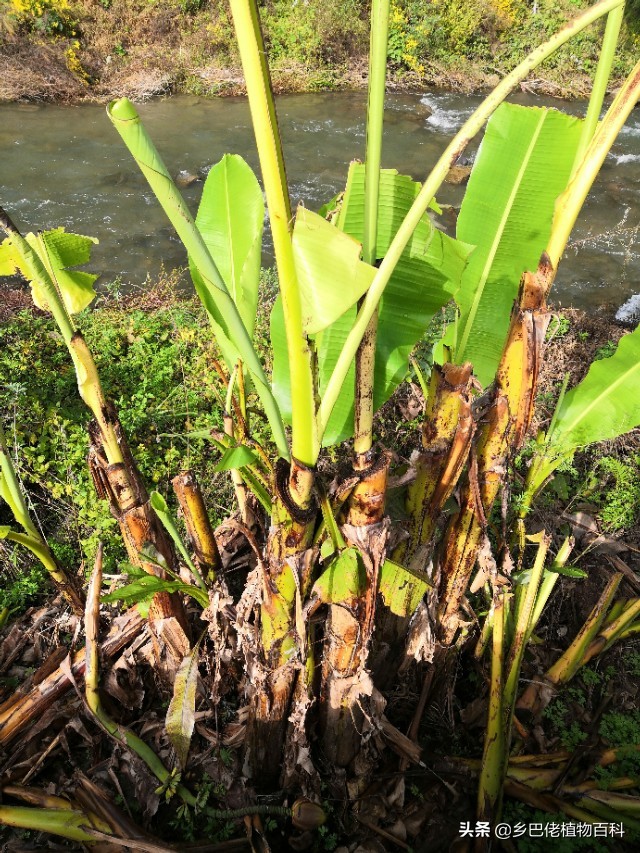 芭蕉树和香蕉树的图片大全,香蕉芭蕉树长什么样