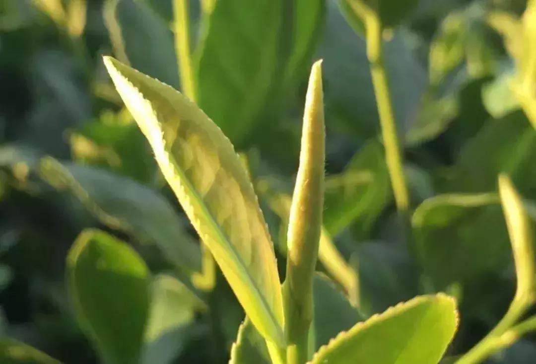 铁观音的产地及历史,铁观音产地安溪是什么地方