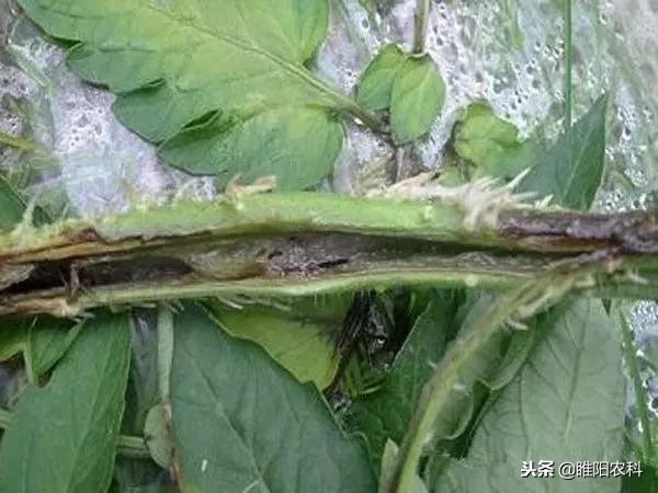 晚疫病和霜霉病特效农药一样吗,能防治霜霉病的药都能防治疫病吗