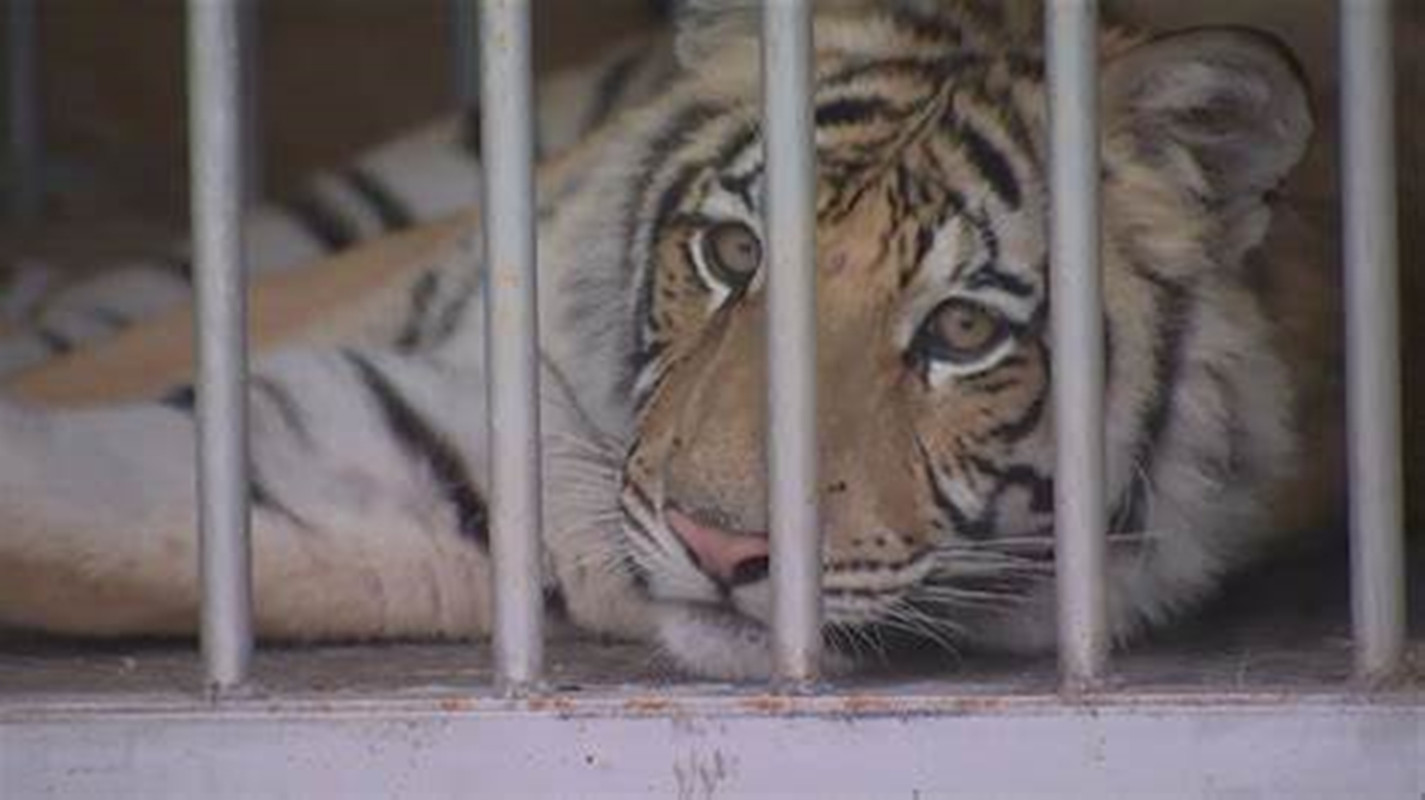 铁汉有柔情吗？看看老虎的繁殖与交配，了解冷门的知识点