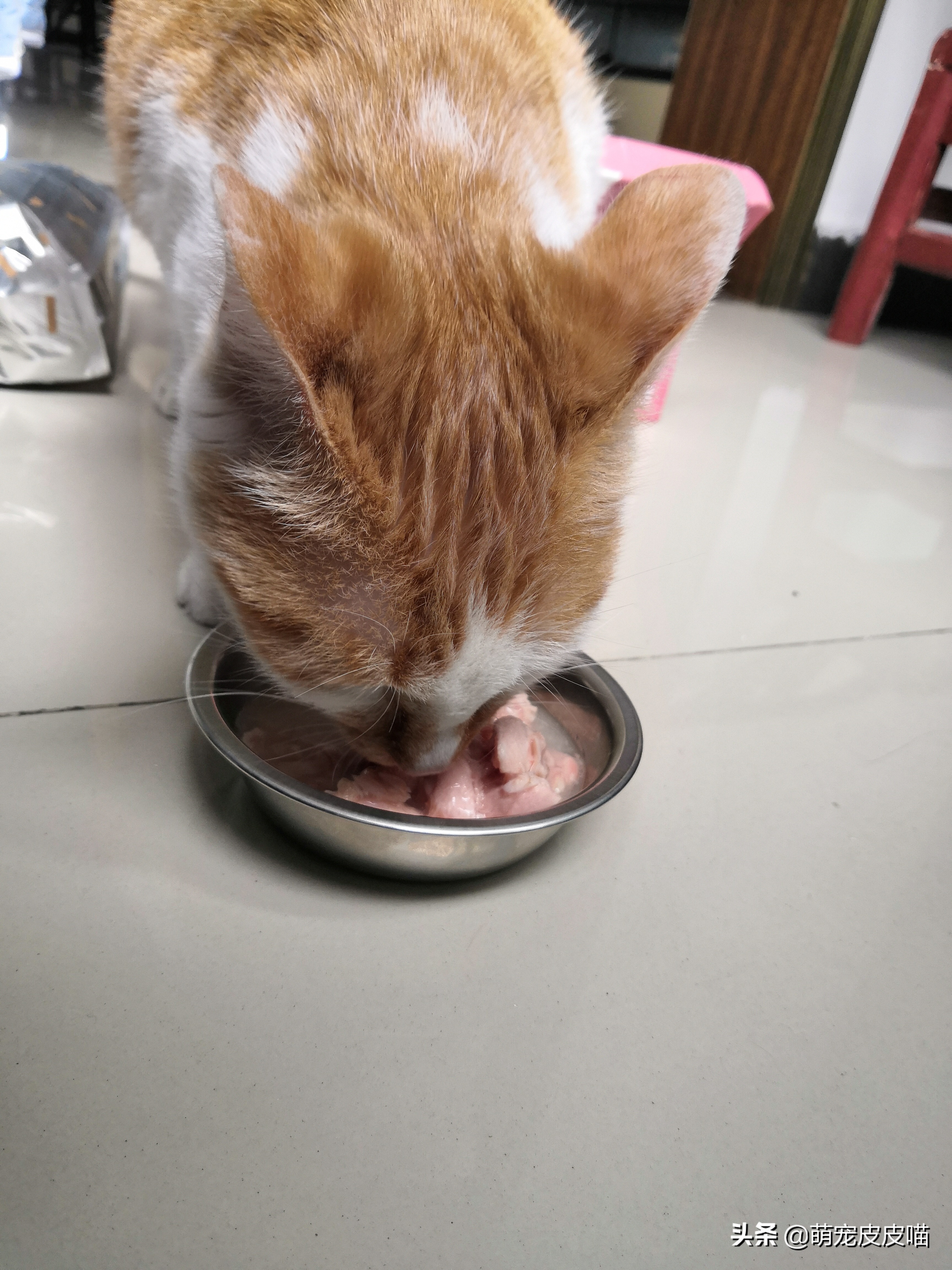 尾巴生活豆腐猫砂和一罐好鱼猫罐头测评,需要的铲屎官看过来哦