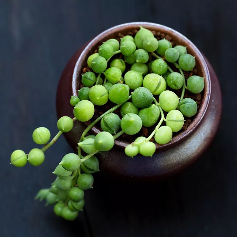 垂吊花卉品种直播,好看的吊兰绿植