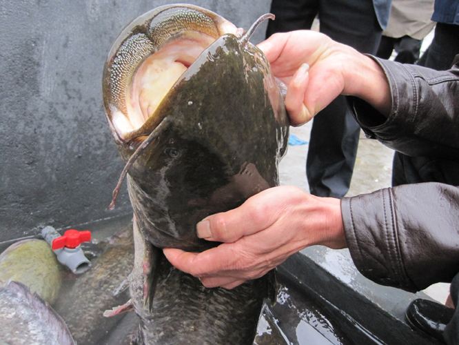 鱼线规格常识,鱼线质量知识