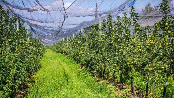 果园用除草剂的危害,果园禁用草甘膦