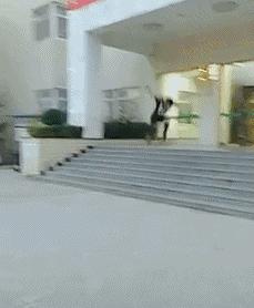 艺术狗视频,艺术狗造型