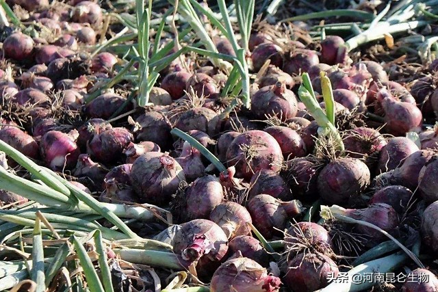 洋葱烂根的治疗方法,洋葱苗干尖黄叶用什么药